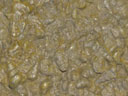turitella-bed